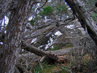 Douglas Preserve in Santa Barbara - Photoshop Abstract