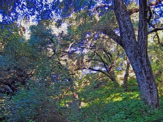 Jesusita Trail in Santa Barbara - Photoshop Abstract