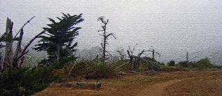Overcast Morning - Douglas Preserve in Santa Barbara - Photoshop Abstract