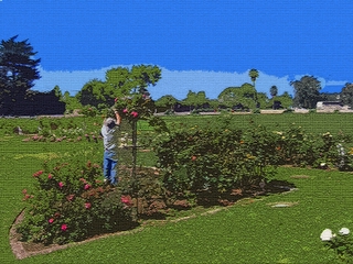 Tending Roses – Santa Barbara Mission Rose Garden - Photoshop Abstract
