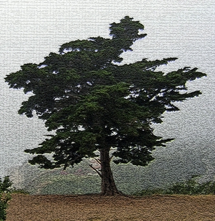 Tree on Cliff - Douglas Preserve in Santa Barbara - Photoshop Abstract