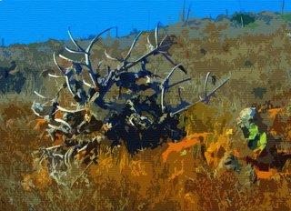 Central Desert - Baja Norte - Photoshop Abstract