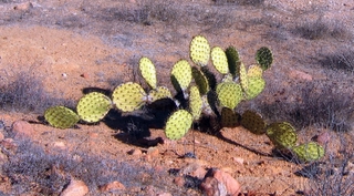 Prickly Pear - Central Desert Baja Norte