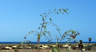 Las Tunas - Todos Santos, Baja Sur