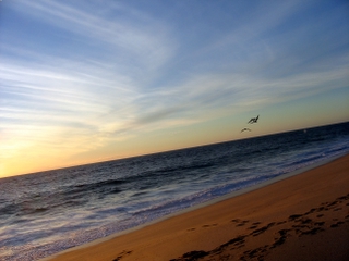 Pelicans at Las Playitas - Todos Santos, Baja Sur