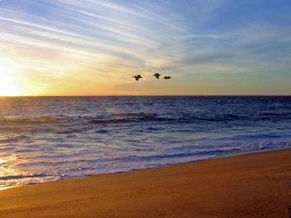 Pelicans at the Beach at Las Tunas (3) Todos Santos, Baja Sur 