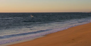 whales The Beach at Las Tunas Todos Santos, Baja California Sur 