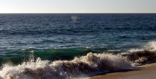 whales The Beach at Las Tunas Todos Santos, Baja California Sur 